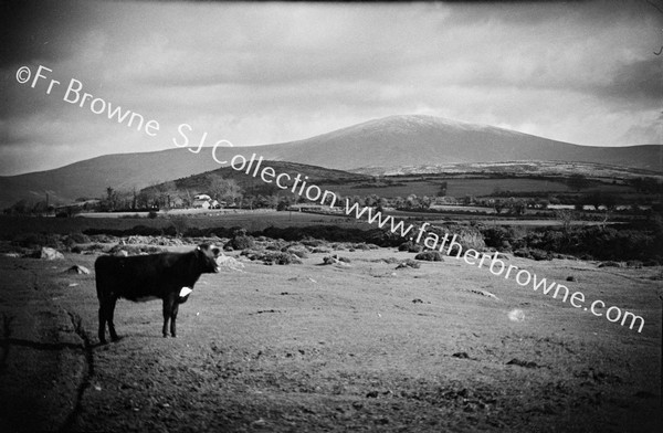 MOUNT LEINSTER FROM BALLYMURPHY ROAD